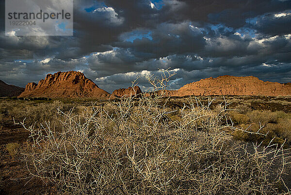 Wanderweg durch den Snow Canyon  hinter dem Red Mountain Spa im Red Cliffs Desert Reserve rund um St. George Town mit trockenen Büschen  roten Felsklippen und dunklen Wolken am blauen Himmel; St. George  Utah  Vereinigte Staaten von Amerika