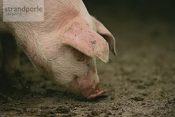 Schwein sucht auf einer Schweinefarm in Nebraska nach Futter; Bennet  Nebraska  Vereinigte Staaten von Amerika