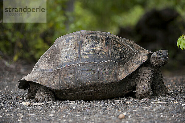 Galapagos-Schildkröte (Chelonoidis nigra) im Galapagos-Inseln-Nationalpark; Urbina Bay  Insel Isabela  Galapagosinseln  Ecuador