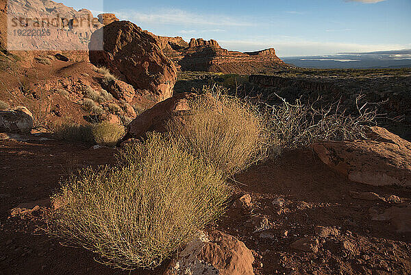 Wanderweg durch den Johnson Canyon  Teil des Snow Canyon State Park  hinter dem Red Mountain Spa rund um St. George Town mit trockenen Büschen auf den roten Felsklippen; St. George  Utah  Vereinigte Staaten von Amerika