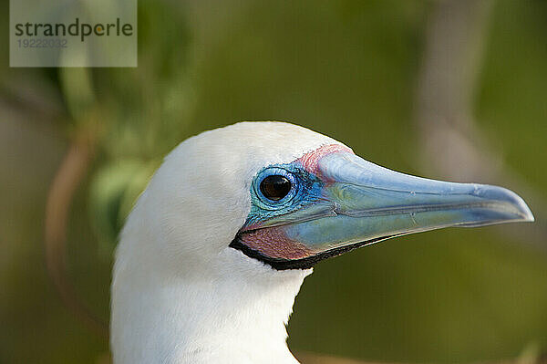 Weiße Farbmorphe des Rotfußtölpels (Sula sula) im Galapagos-Inseln-Nationalpark; Genovesa-Insel  Galapagos-Inseln  Ecuador