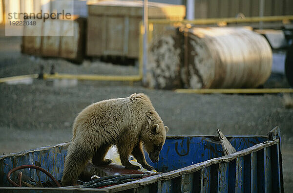 Eisbär (Ursus maritimus) auf Nahrungssuche in einem Müllcontainer; North Slope  Alaska  Vereinigte Staaten von Amerika