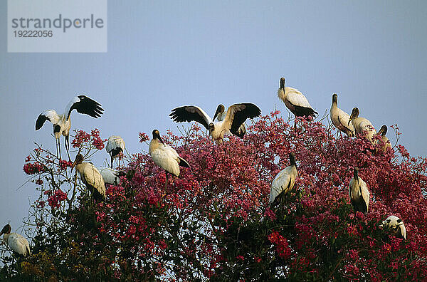 Waldstörche (Mycteria americana) versammeln sich auf einem Baum; Pantanal  Brasilien