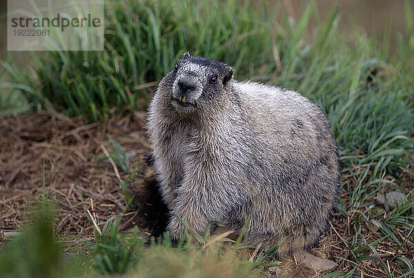 Porträt eines Graumurmeltiers (Marmota caligata) im Denali-Nationalpark und -Reservat; Alaska  Vereinigte Staaten von Amerika