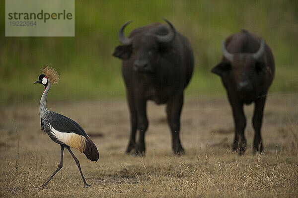 Grauer Kronenkranich (Balearica Regulorum) mit Kapbüffel (Syncerus caffer caffer) im Hintergrund im Queen Elizabeth Park; Uganda