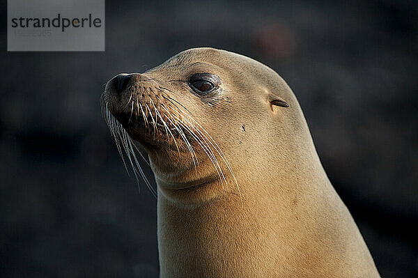 Gefährdeter Galapagos-Seelöwe (Zalophus wollebaeki) auf der Insel Fernandina im Nationalpark der Galapagos-Inseln; Insel Fernandina  Galapagos-Inseln  Ecuador