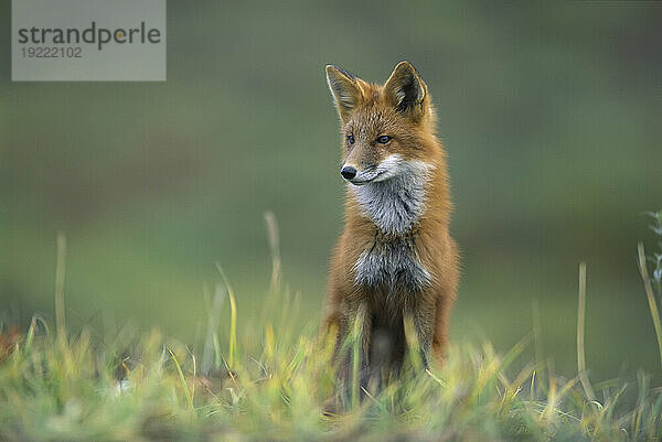 Nahaufnahmeporträt eines Rotfuchses (Vulpes vulpes)  erkennbar an seinem rötlichen Fell  seinem Schwanz mit der weißen Spitze und seinen schwarzen Strümpfen  steht wachsam in kurzen Gräsern im Denali National Park and Preserve  Alaska  USA; Alaska  Vereinigte Staaten von Amerika