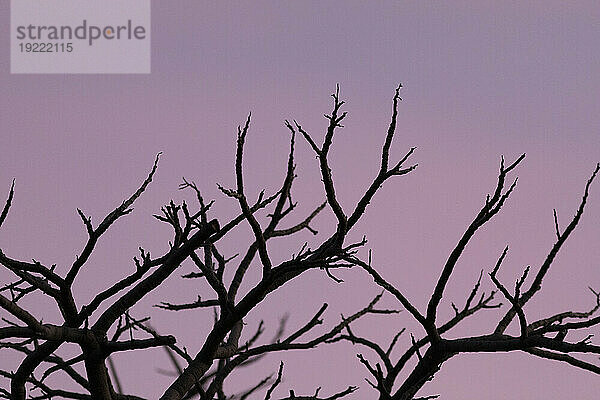 Nahaufnahme der Silhouette eines blattlosen Baumes vor einem violetten Nachthimmel in Kihei; Maui  Hawaii  Vereinigte Staaten von Amerika