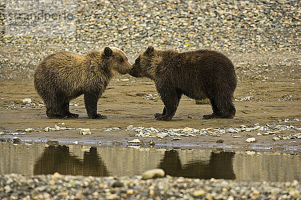 Braunbären der Alaska-Halbinsel (Ursus arctos gyas) in der Hallo Bay im Katmai National Park and Preserve  Alaska  USA; Alaska  Vereinigte Staaten von Amerika