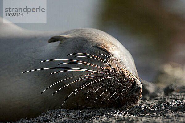 Der vom Aussterben bedrohte Galapagos-Seelöwe (Zalophus wollebaeki) schläft auf einem Felsen im Galapagos-Inseln-Nationalpark; Insel Santiago  Galapagos-Inseln  Ecuador