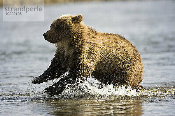 Braunbär der Alaska-Halbinsel (Ursus arctos gyas) läuft im Wasser in der Hallo Bay im Katmai National Park and Preserve  Alaska  USA; Alaska  Vereinigte Staaten von Amerika