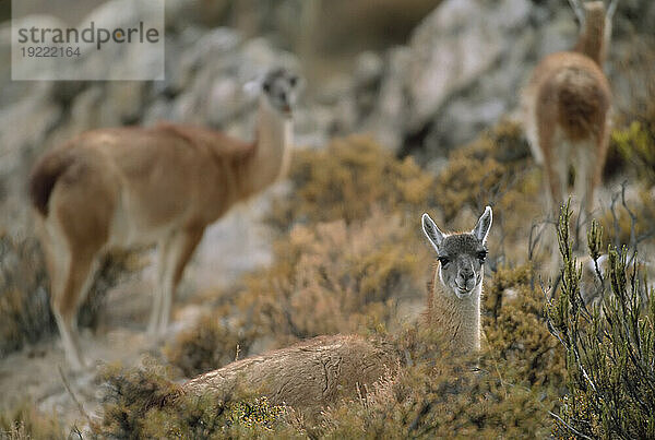 Guanakos (Lama guanicoe) grasen auf hoher Wüstenvegetation in der Atacama-Wüste in der Nähe von Arica  Chile; Chile