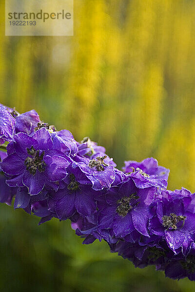 Lila Blumen im Alaska Botanical Garden  östlich von Anchorage  Alaska  USA.; Anchorage  Alaska  Vereinigte Staaten von Amerika