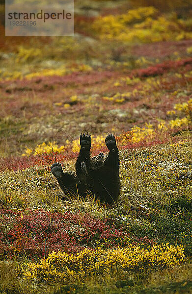 Mit allen vier Pfoten in der Luft rollt ein Grizzlybär (Ursus arctos horribilis) auf dem Rücken auf einer grasbewachsenen Stelle im Denali National Park and Preserve  Alaska  USA; Alaska  Vereinigte Staaten von Amerika