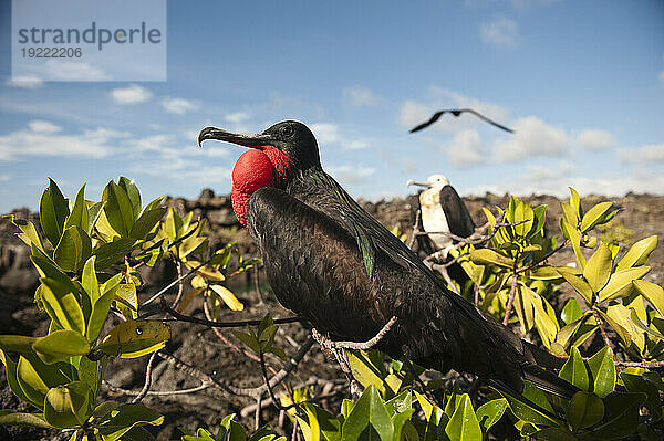 Großer Fregattvogel (Fregata minderjährig) zeigt seinen roten Halssack  um ein Weibchen im Galapagos-Inseln-Nationalpark anzulocken; Genovesa-Insel  Galapagos-Inseln  Ecuador