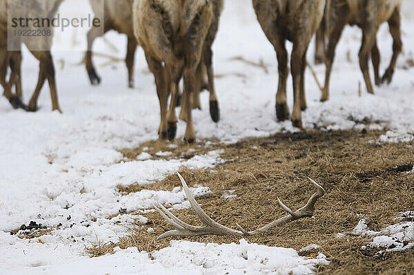 Blick auf die Beine eines Elchs (Cervus canadensis)  der im Schnee läuft  mit auf dem Boden liegenden abgeworfenen Geweihen im Vordergrund; Burwell  Nebraska  Vereinigte Staaten von Amerika