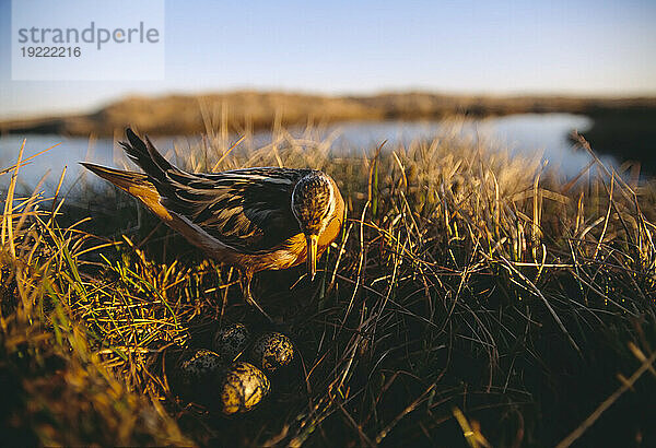 Roter Phalarope (Phalaropus fulicarius) pflegt sein Nest in der Nähe von Barrow  North Slope  Alaska  USA; North Slope  Alaska  Vereinigte Staaten von Amerika