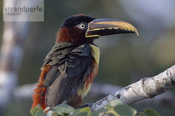 Porträt eines Kastanienohr-Aracari (Pteroglossus castanotis)  der auf einem Ast thront; Pantanal  Brasilien