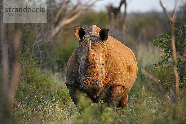 Südliches Breitmaulnashorn (Ceratotherium simum) im Madikwe Game Preserve; Südafrika