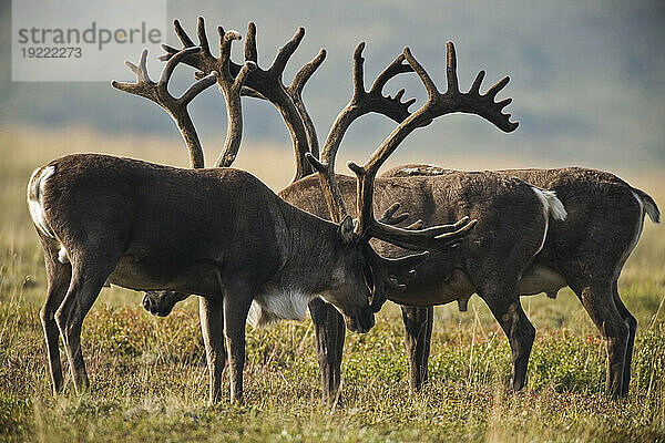 Gruppe männlicher Karibus (Rangifer tarandus) mit Geweih im Denali National Park and Preserve  Alaska  USA; Alaska  Vereinigte Staaten von Amerika