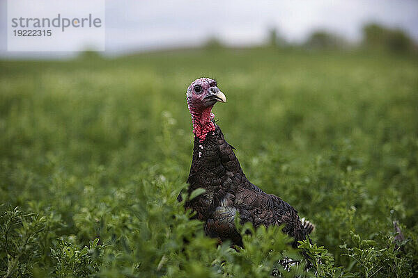 Bronze-Truthahn auf einer Farm in Kansas  USA; Lindsborg  Kansas  Vereinigte Staaten von Amerika