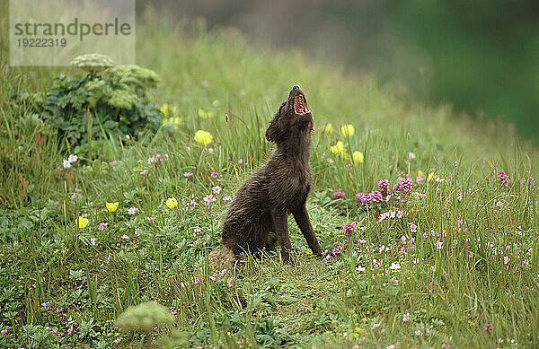 Lauter Polarfuchs (Alopex lagopus) in einem Feld voller Wildblumen; St. Paul Island  Pribilof Islands  Alaska  Vereinigte Staaten von Amerika