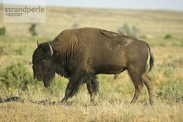 Bison (Bison Bison) grast auf einer Ranch in Montana  USA; Malta  Montana  Vereinigte Staaten von Amerika