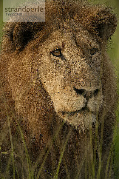 Nahaufnahmeporträt von Ziwa dem Löwen (Panthera leo) im Queen-Elizabeth-Nationalpark; Uganda