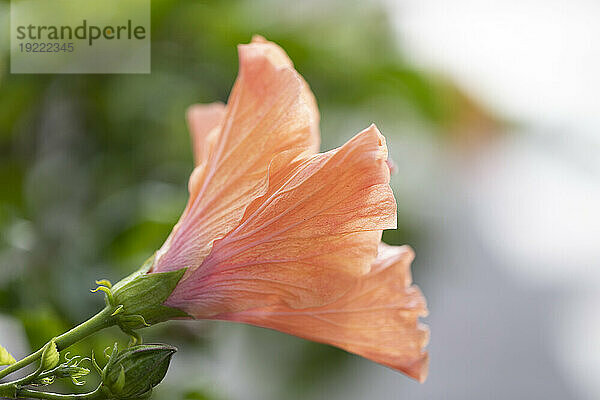 Nahaufnahme einer orangefarbenen Hibiskusblüte (Hibiscus rosa-sinensis)  die sich in Kihei öffnet; Maui  Hawaii  Vereinigte Staaten von Amerika