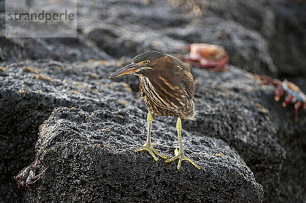 Streifenreiher (Butorides striata) thront auf einem Felsen auf der Insel Floreana im Nationalpark der Galapagosinseln; Insel Floreana  Galapagosinseln  Ecuador