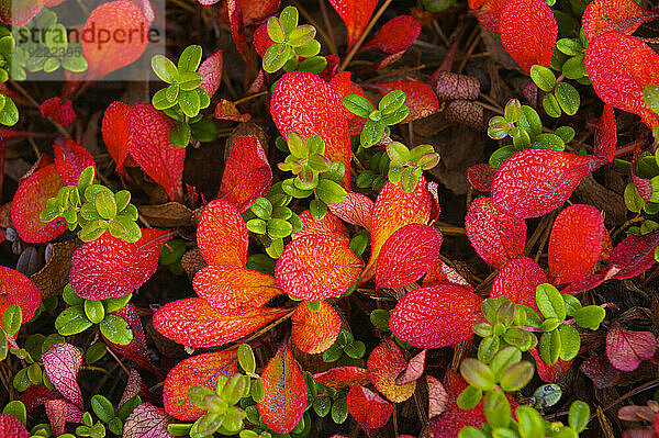 Bunchberry-Pflanzen (Cornus canadensis) in der Nähe der Uzon-Caldera  Naturschutzgebiet Kronotsky  Russland; Kronotsky Zapovednik  Kamtschatka  Russland