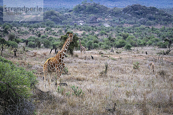 Netzgiraffen (Giraffa reticulata) stehen in der Savanne und blicken in die Kamera; Laikipia  Kenia