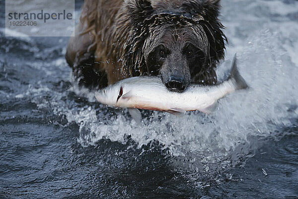 Grizzlybär (Ursus arctos horribilis) trägt seinen frisch gefangenen Lachs an Land  Brooks Falls  Katmai National Park and Preserve  Alaska  USA; Alaska  Vereinigte Staaten von Amerika