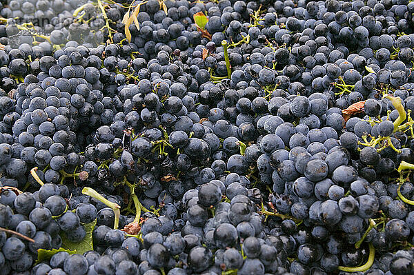 Haufenweise geerntete Weintrauben im Süden Frankreichs; Frankreich