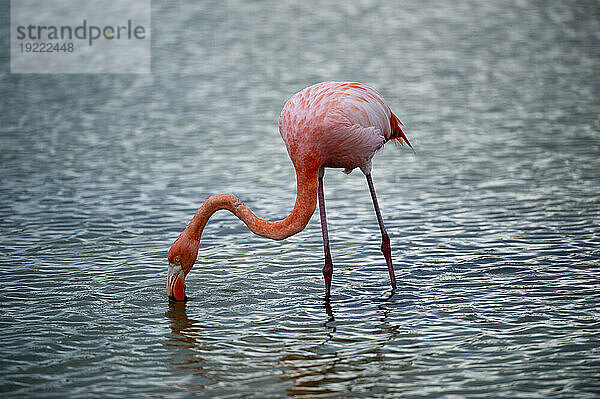 Amerikanischer Flamingo (Phoenicopterus ruber) sucht im Wasser im Galapagos-Inseln-Nationalpark nach Futter; Galapagos-Inseln  Ecuador