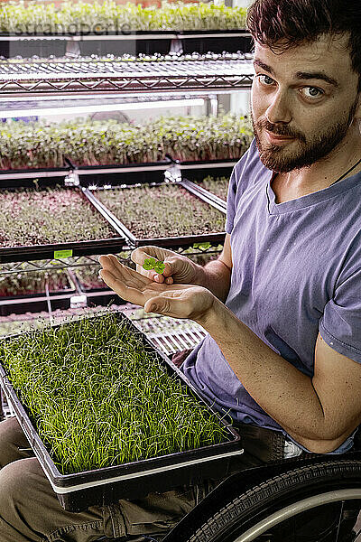 Geschäftsinhaber im Rollstuhl inspiziert unter Beleuchtung eine Vielzahl von Microgreens  die in Schalen wachsen; Edmonton  Alberta  Kanada