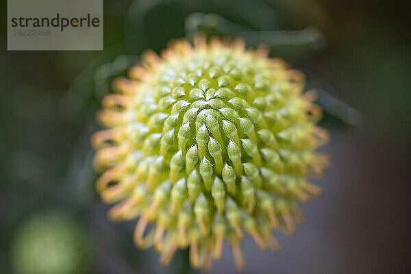 Nahaufnahme eines grünen und orangefarbenen  sich entwickelnden Leucospermum  Proteaceae  allgemein bekannt als Pincushion Protea  das im Botanischen Garten von Kula sprießt; Maui  Hawaii  Vereinigte Staaten von Amerika