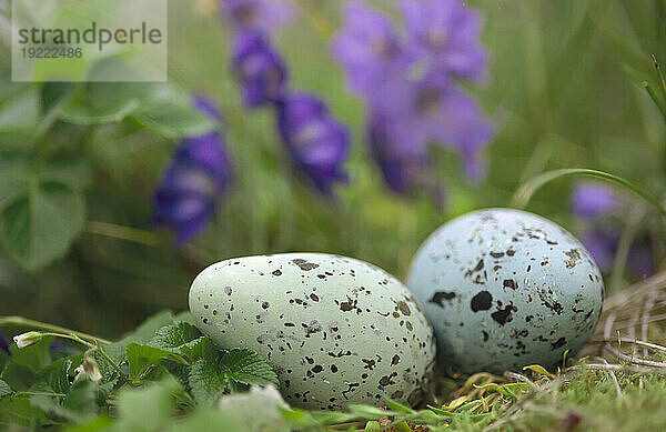 Gesprenkeltes Ei der Dickschnabellumme (Uria lomvia)  eingebettet zwischen violetten Wildblumen; St. George Island  Pribilof Islands  Alaska  Vereinigte Staaten von Amerika