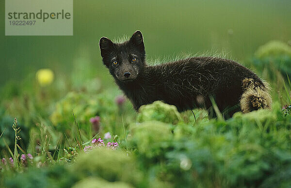 Nahaufnahme eines Polarfuchses (Alopex lagopus) in seinem Sommerfell; St. Paul Island  Pribilof Islands  Alaska  Vereinigte Staaten von Amerika