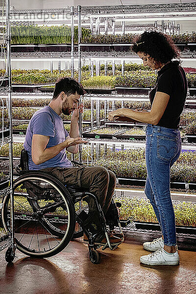 Woman with man in a wheelchair working together in his Microgreens business; Edmonton  Alberta  Canada