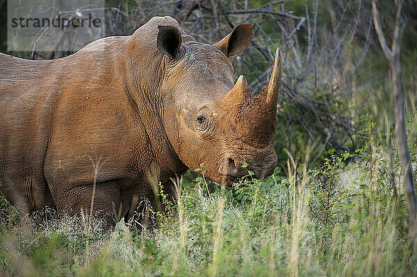 Südliches Breitmaulnashorn (Ceratotherium simum) im Madikwe Game Preserve; Südafrika