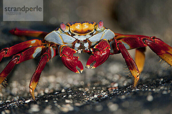 Nahaufnahmeporträt einer Sally Lightfoot-Krabbe (Grapsus grapsus) auf der Insel Fernandina im Nationalpark der Galapagosinseln; Insel Fernandina  Galapagos-Inseln  Ecuador