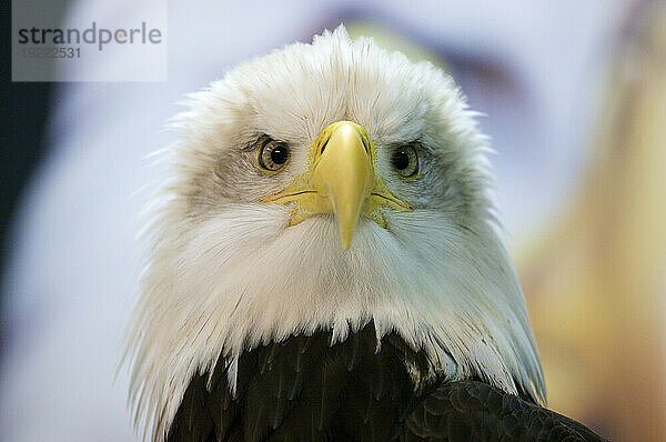 Porträt eines Weißkopfseeadlers (Haliaeetus leucocephalus) im Raptor Rehabilitation Center in Sitka  Alaska  USA; Sitka  Alaska  Vereinigte Staaten von Amerika