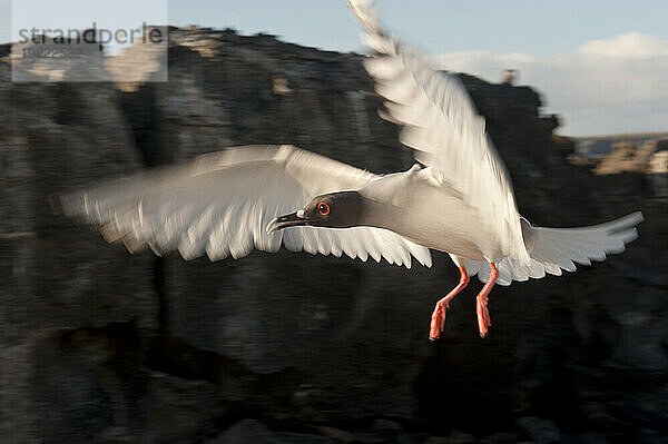 Schwalbenschwanzmöwe (Creagrus furcatus) im Flug im Galapagos-Inseln-Nationalpark; Tower Island  Galapagos-Inseln  Ecuador