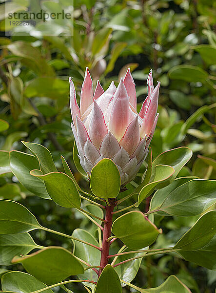 Nahaufnahme einer Pink King Protea (Protea cynaroides); Maui  Hawaii  Vereinigte Staaten von Amerika