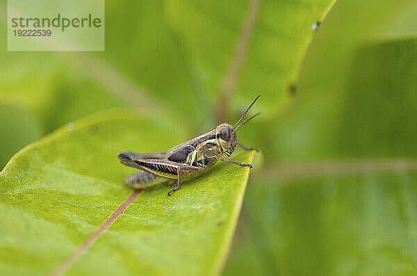 Nymphe Differentialheuschrecke (Melanoplus Differentialis) sitzt auf einem Blatt; Lincoln  Nebraska  Vereinigte Staaten von Amerika