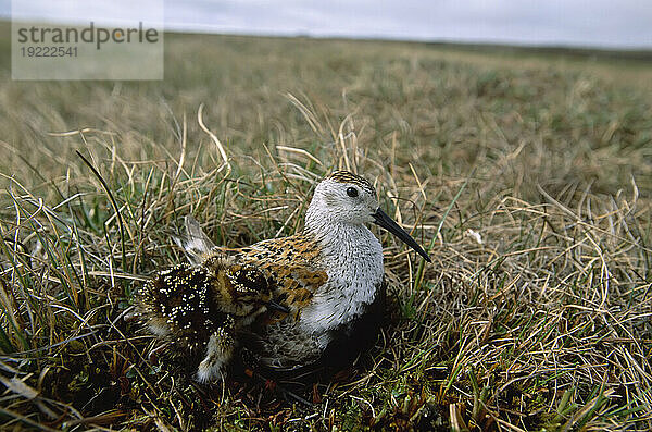 Alpenstrandläufer (Calidris alpina) auf seinem Nest in der Tundra; North Slope  Alaska  Vereinigte Staaten von Amerika