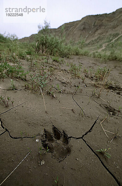 Pfotenabdruck eines Eisbären (Ursus maritimus) im Schlamm; North Slope  Alaska  Vereinigte Staaten von Amerika