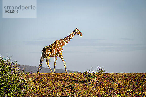 Netzgiraffe (Giraffa reticulata) überquert einen Erddamm am Horizont vor blauem Himmel; Laikipia  Kenia