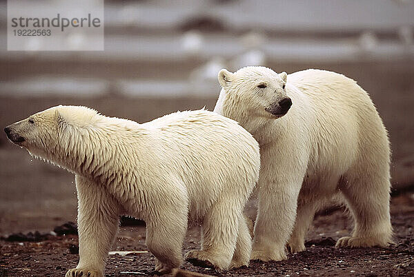 Eisbären (Ursus maritimus) schnüffeln am Ufer einer Bucht; North Slope  Alaska  Vereinigte Staaten von Amerika